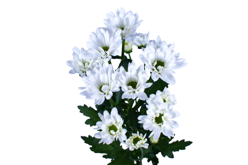 Dear Daisy Fuji White