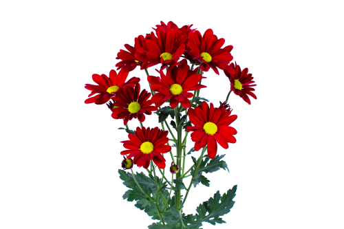 Dear Daisy Red