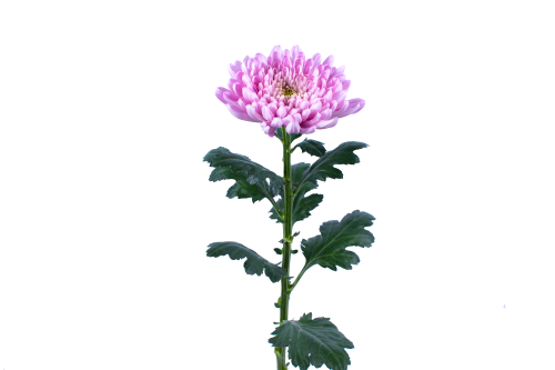 Disbud Dark Pink 15-11