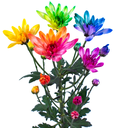 Rainbow Candy Mum