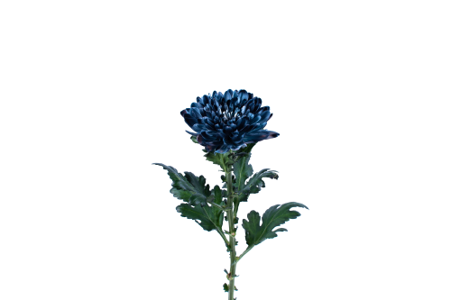 Rainbow Disbud Black