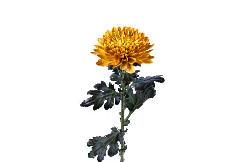 Rainbow Disbud Camel