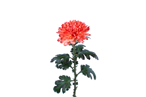 Rainbow Disbud Sepia