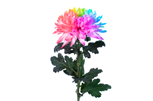 Rainbow Lollipop Mum 15-4