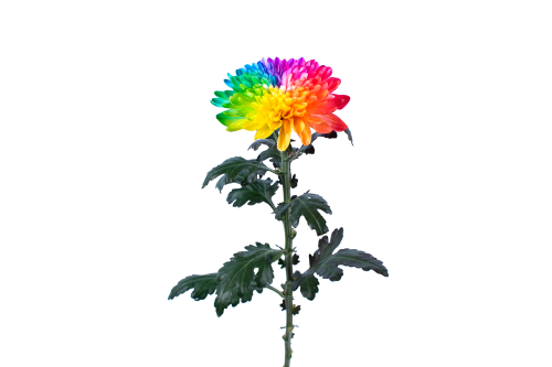Rainbow Lollipop Mum 35-1