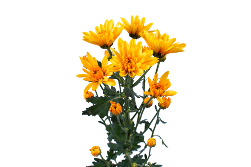 Rainbow Spray Orange