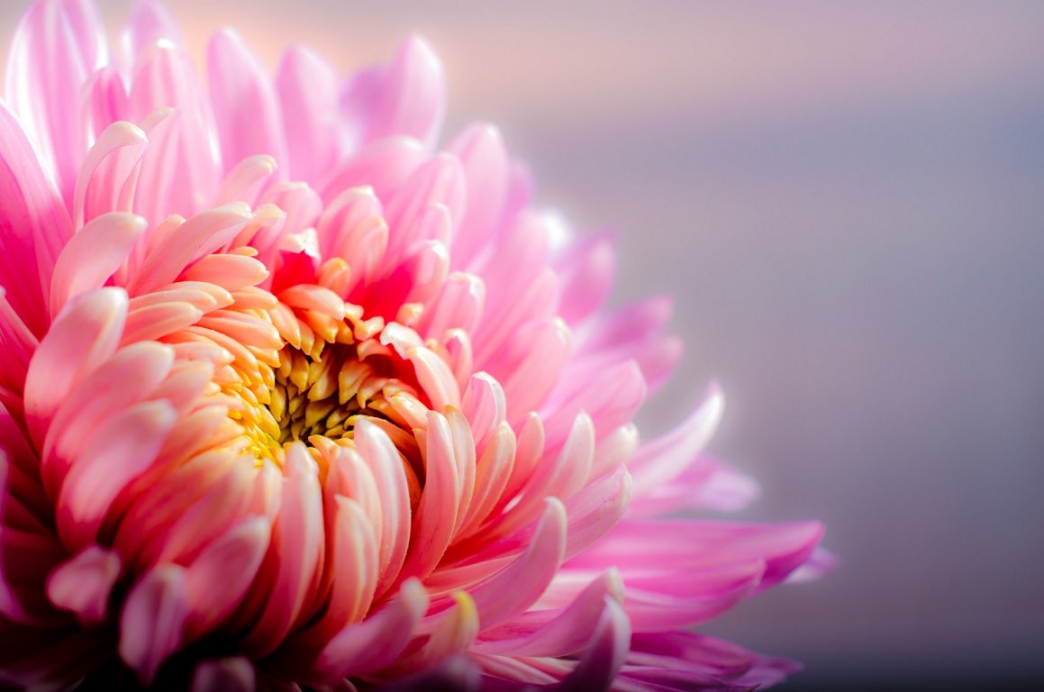 Pink Chrysanthemum