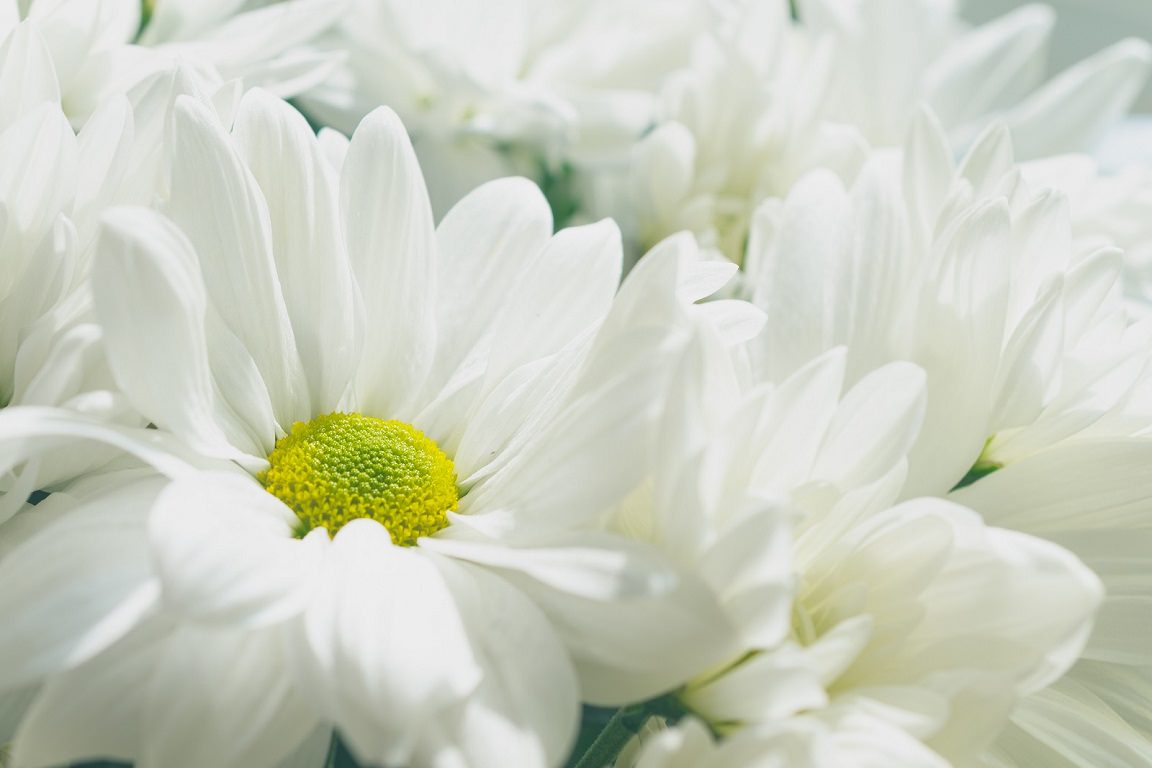 White Chrysanthemum