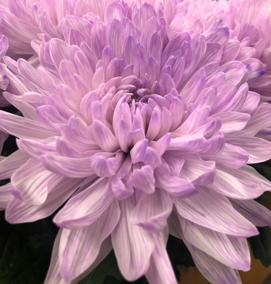 Pink Chrysanthemums