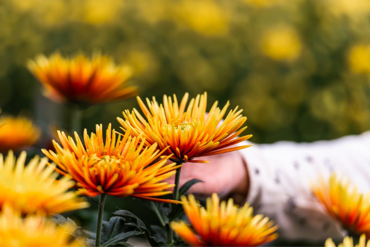 Yellow Hand Pick Chrysanthemums